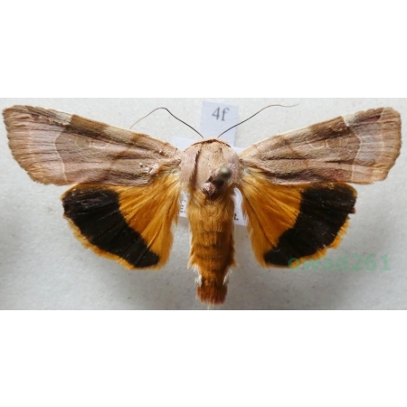 Noctua fimbriata (Schreber, 1759) Rolnica aksamitka Czech4f